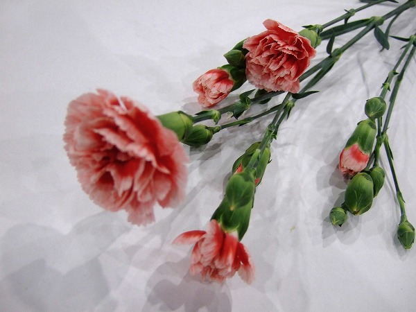 【母の日】ＳＰカーネ　複色　スカーレットプラス　６０ｃｍ　【予約メニュー】