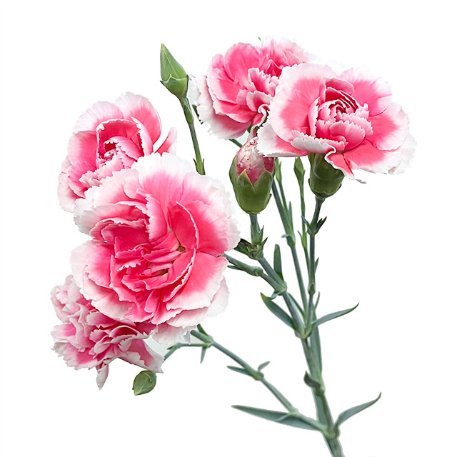 【母の日】ＳＰカーネ　複色　チェリーテッシノ　６０ｃｍ　【予約メニュー】