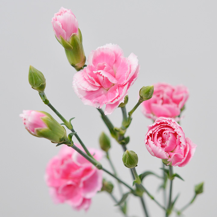 【母の日】ＳＰカーネ　複色　チェリーテッシノ　６０ｃｍ　【予約メニュー】