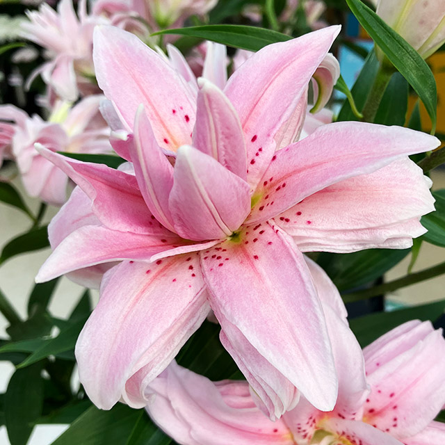 Ｈ．Ｂ．ユリ オリエンタルユリ　ヤエザキ　ピンク　L 推奨産地【予約メニュー】