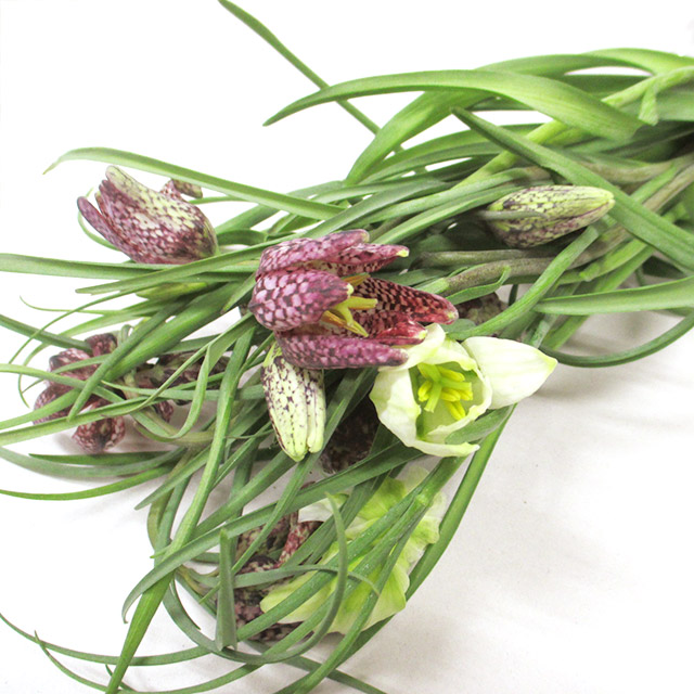 ソノタノユリ メレアグリス 30CM (白)