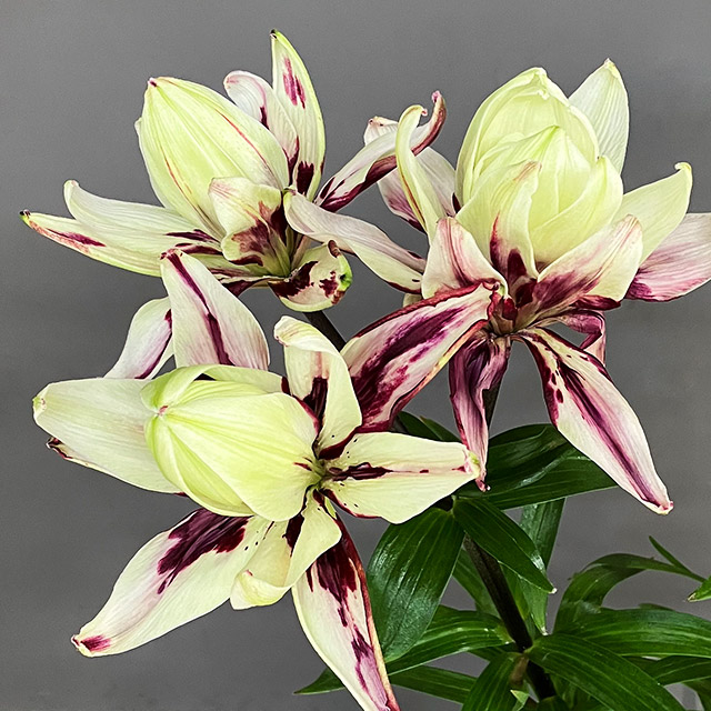 ソノタノユリ ミステリードリーム（Ｇ 2/11まで1　秀80CM (緑)