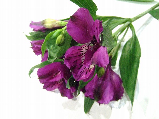 アルストロメリア サナドゥ 70ｃｍ (紫)