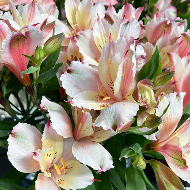 アルストロメリア | ハナノヒmarket｜旬のお花を市場や生産者さんから