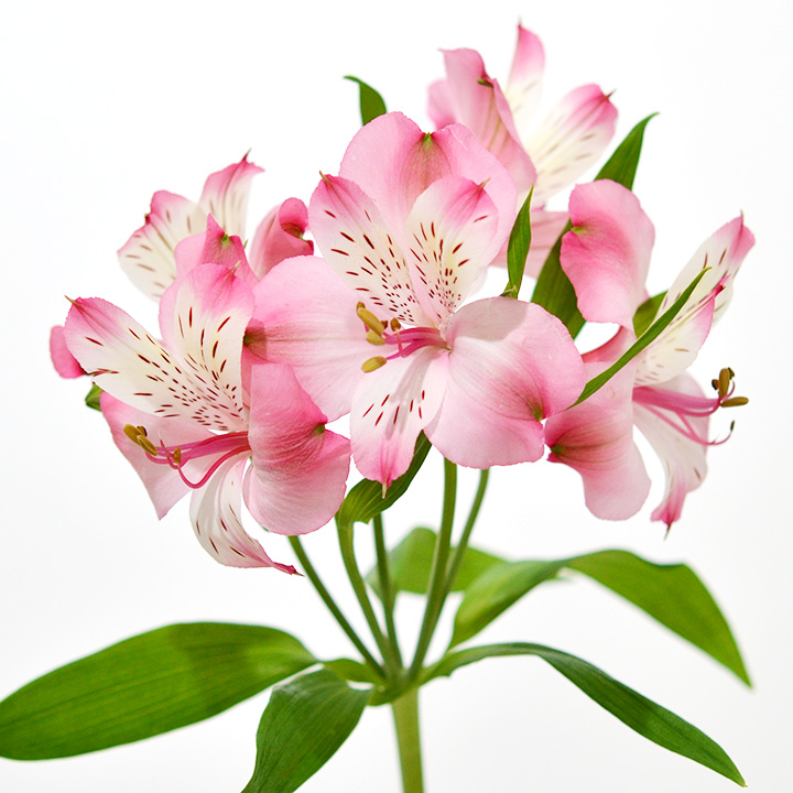 アルストロメリア ジョールズ 秀80CM (淡ピンク)