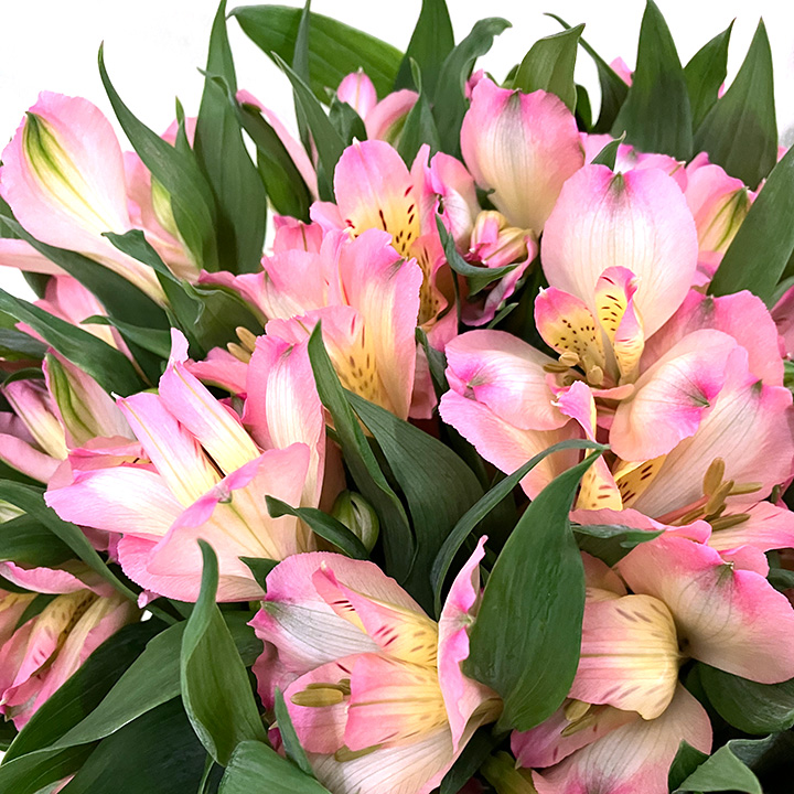 アルストロメリア ニア 秀80 (淡ピンク)