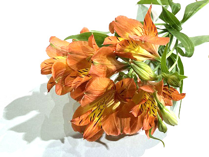 アルストロメリア チロル 優65 (オレンジ)