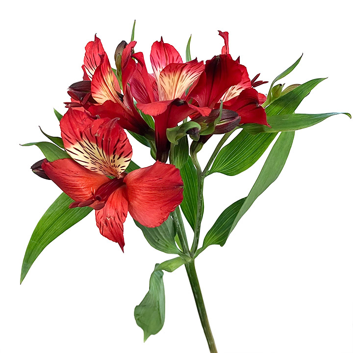 アルストロメリア ルージュ 秀60 (赤)