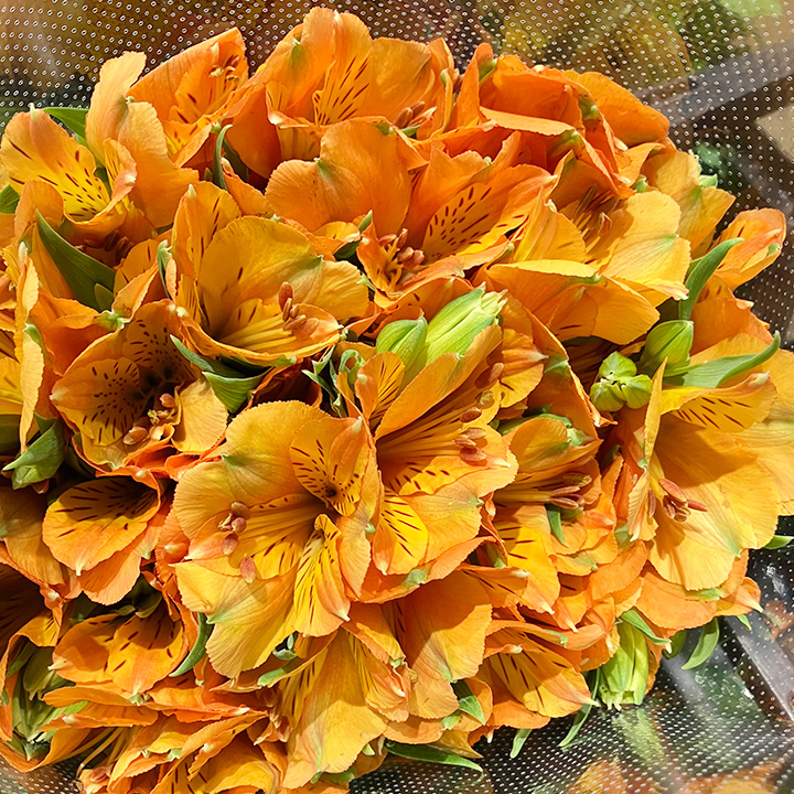 アルストロメリア ジュリア 優65 (淡オレンジ)