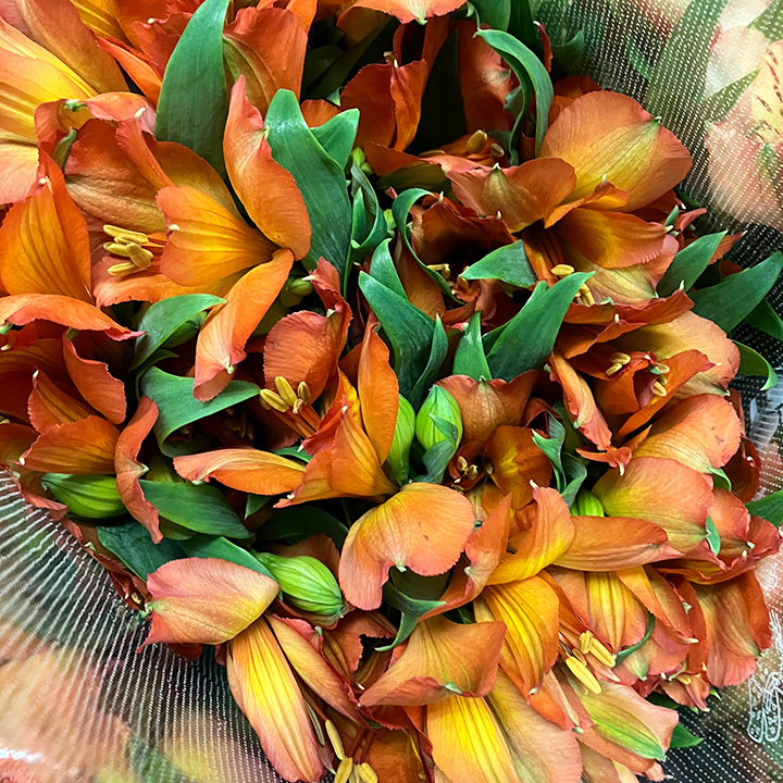 アルストロメリア タンジェリン 優65 (オレンジ)