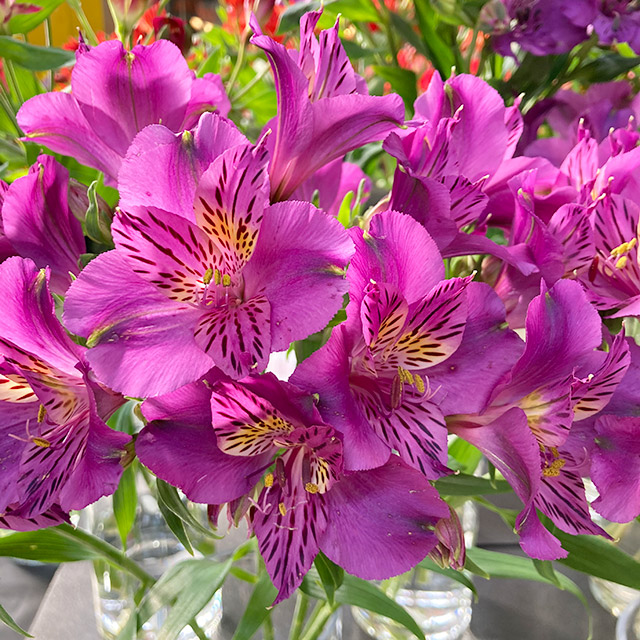 アルストロメリア アメジスト 80CM (紫)