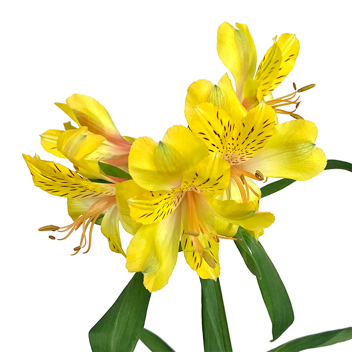 アルストロメリア　イエロー イエロー L 推奨産地