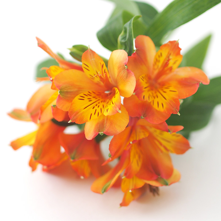 アルストロメリア　オレンジ オレンジ L 推奨産地