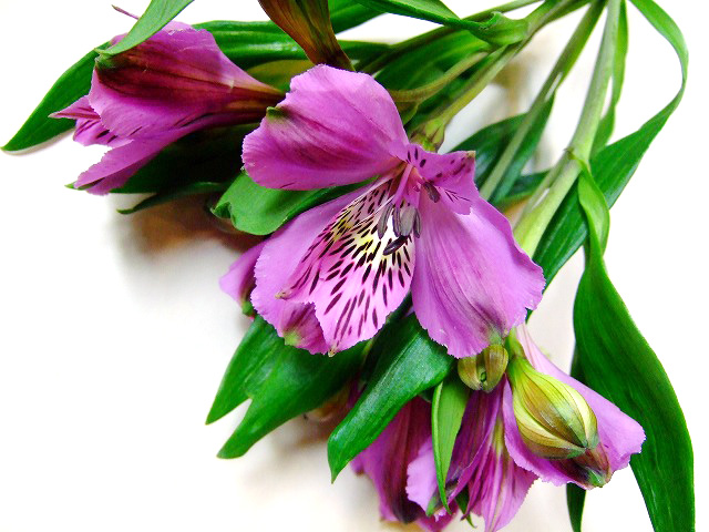 アルストロメリア アルーラ 優65 (紫)