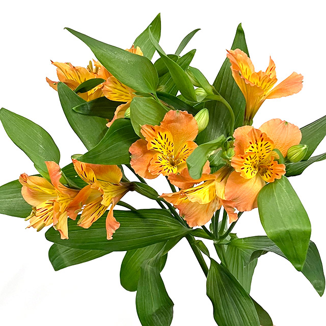 アルストロメリア サーモンクイーン 70ｃｍ (オレンジ)