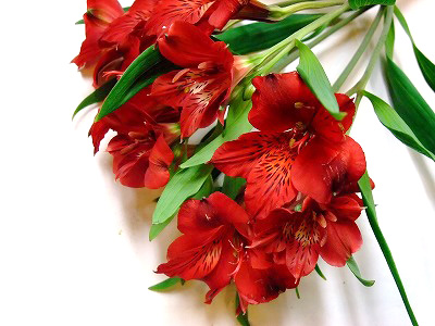 アルストロメリア マニラ 75CM (赤)