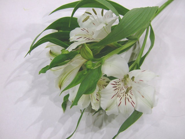 アルストロメリア ホイツトニー 秀70CM (白)