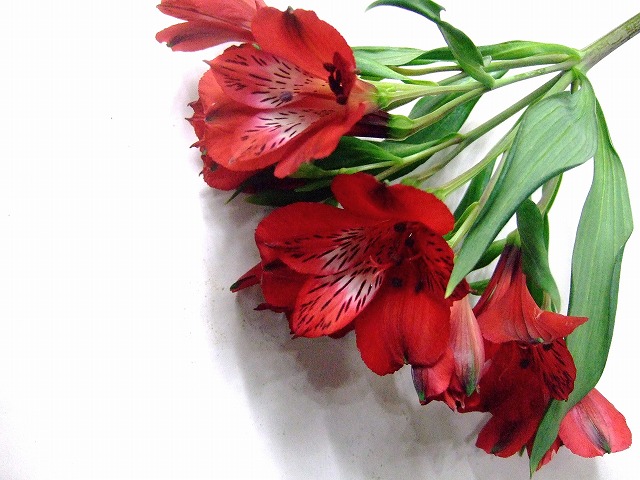 アルストロメリア ラブリー  (赤)