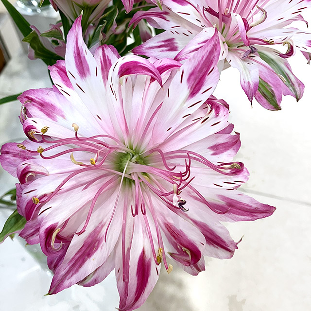 アルストロメリア アルストロノバ　ゲンマ 80CM (白)