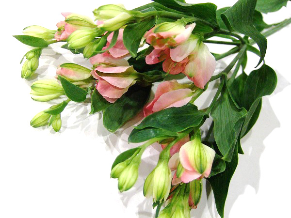 アルストロメリア ブライズメイド 70CM (その他)