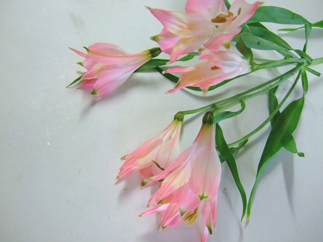 アルスト（リグツ） リグツライトピンク 優75 (ピンク)