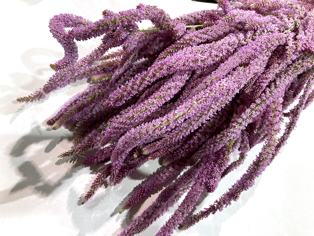 Ｈ．Ｂ．スターチス スウォロウィ 秀60CM (ピンク)