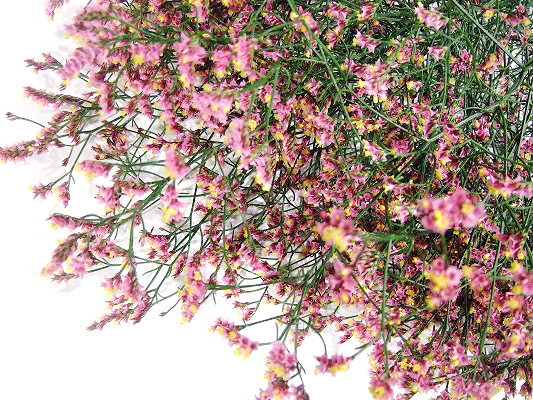 Ｈ．Ｂ．スターチス エバ－ロ－ズ 80CM (濃ピンク)