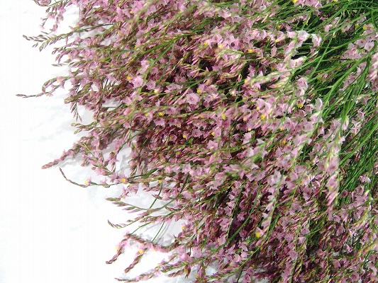 Ｈ．Ｂ．スターチス モモヤマ 秀80 (ピンク)