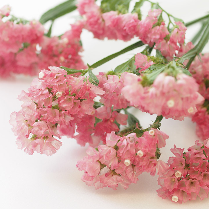 スターチス レッドオレンジ（PO 65cm (サーモンピンク)｜東京店