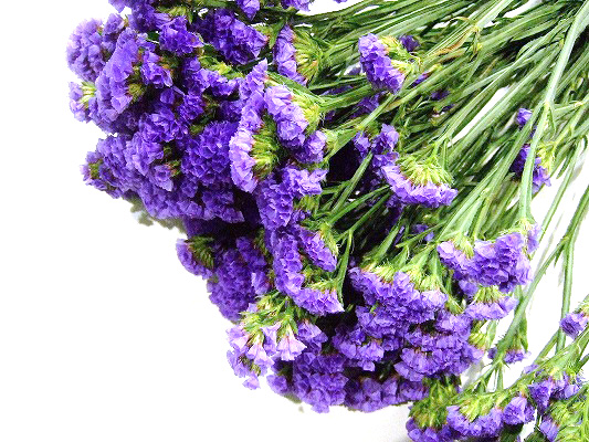 スターチス ピリカ ブルー （V 9/28 7 50cm (紫)｜大阪店｜ハナノヒ