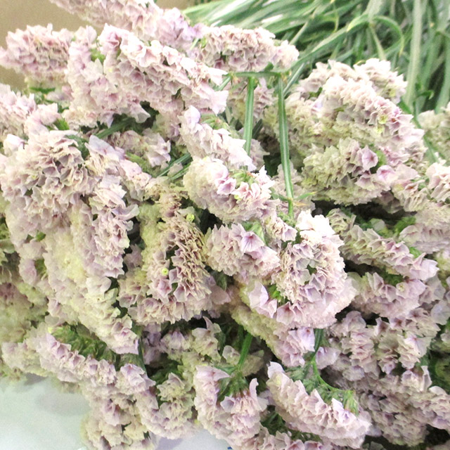 スターチス ソロモン 70cm (淡ピンク)｜福岡店｜ハナノヒmarket