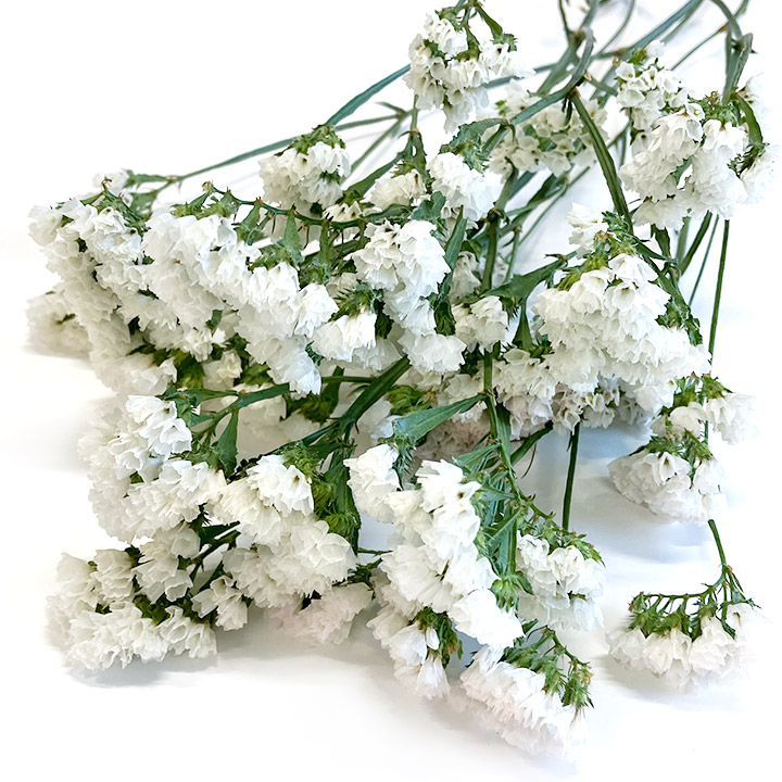 スターチス　ホワイト  L 推奨産地