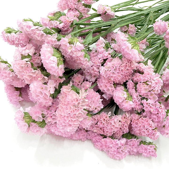 スターチス ピンク エコー （P 75cm (ピンク)｜福岡店｜ハナノヒ