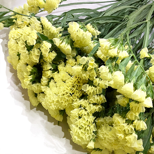 スターチス スターチス　イエロー　L 推奨産地【予約メニュー】