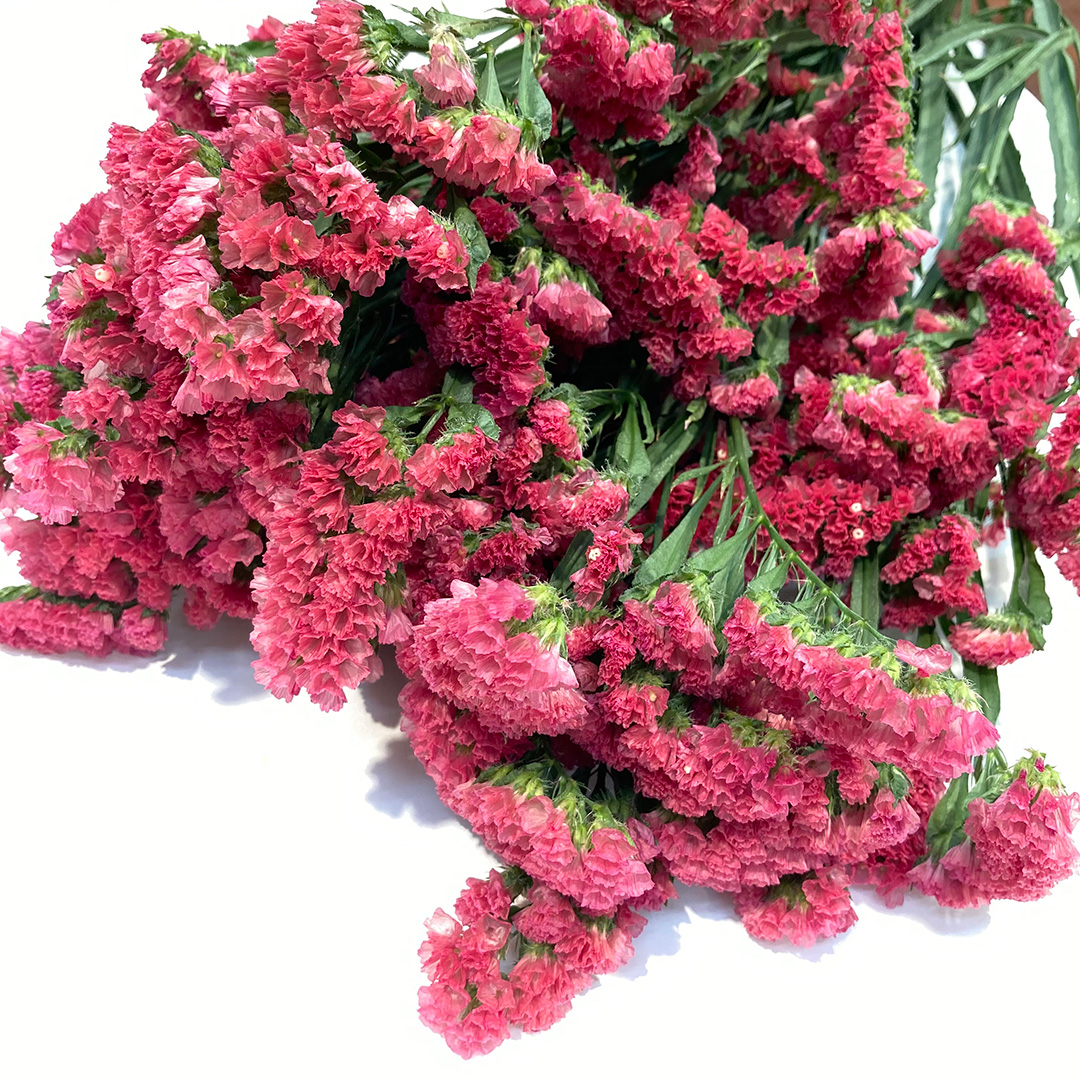 スターチス グロリアオレンジ 60CM (その他)