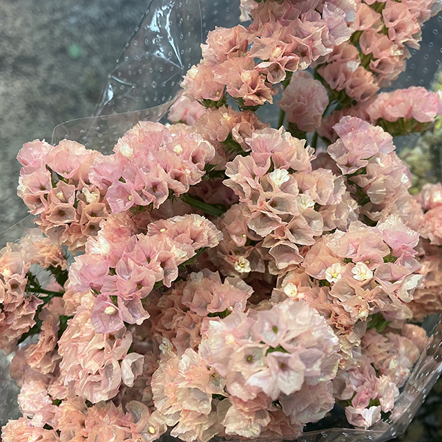 素晴らしい価格 スターチス | ハナノヒmarket｜旬のお花を市場や生産者さんから 押し花・ドライフラワー花材
