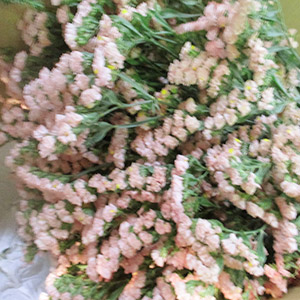 スターチス | ハナノヒmarket｜旬のお花を市場や生産者さんから