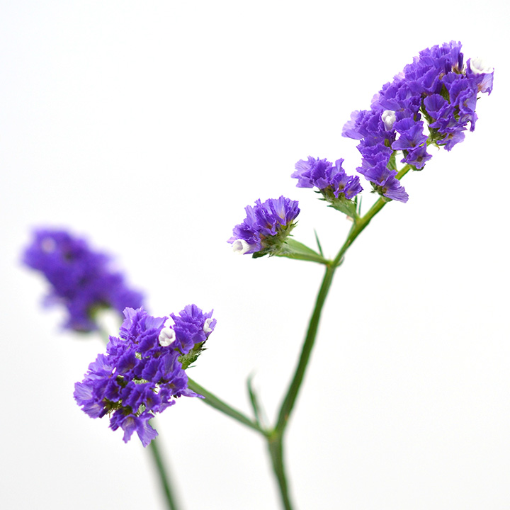 スターチス　ムラサキ  L 推奨産地