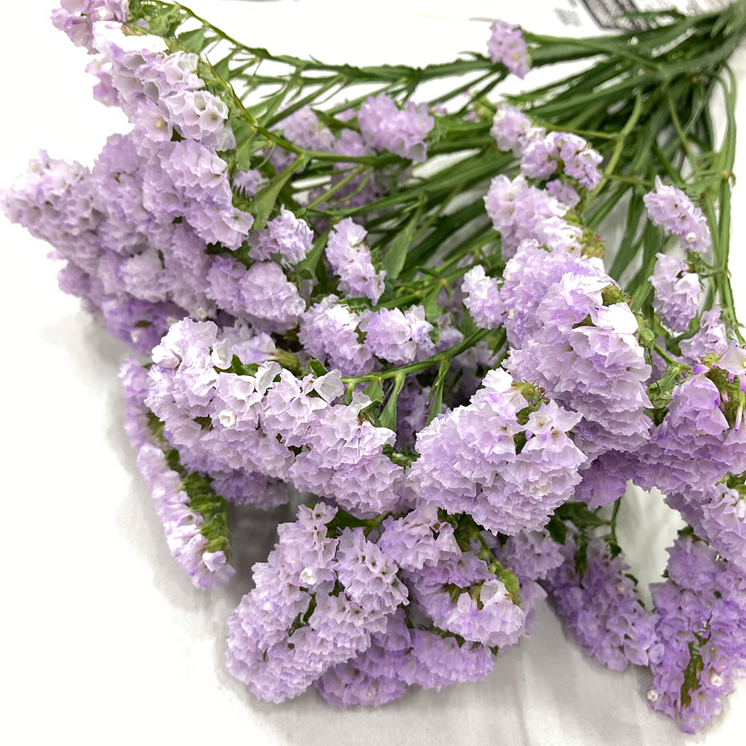 スターチス ミヤビ 45cm (淡紫)｜東京店｜ハナノヒmarket | ハナノヒ