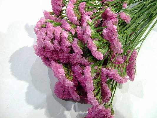 スターチス ナンシー 秀50 (ピンク)｜東京店｜ハナノヒmarket