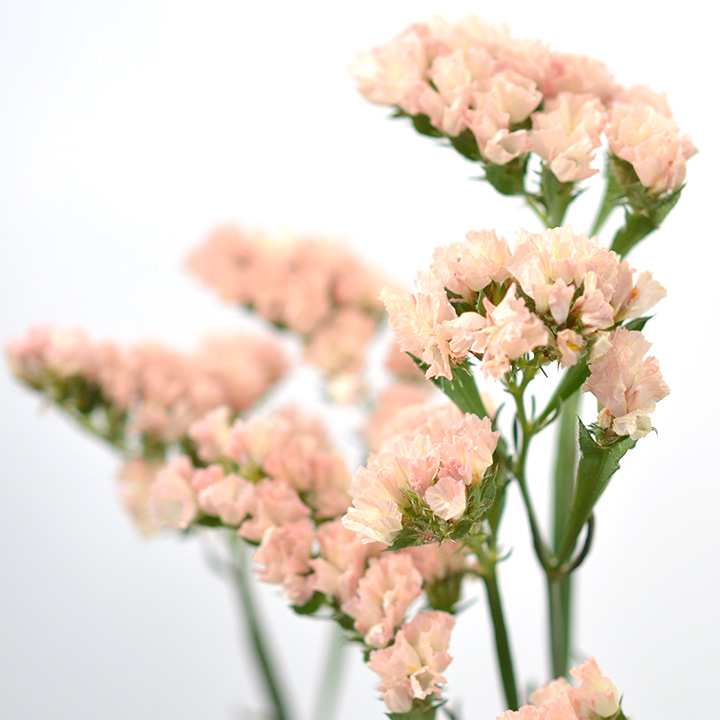 スターチス ハニーアプリ　　L 推奨産地【予約メニュー】