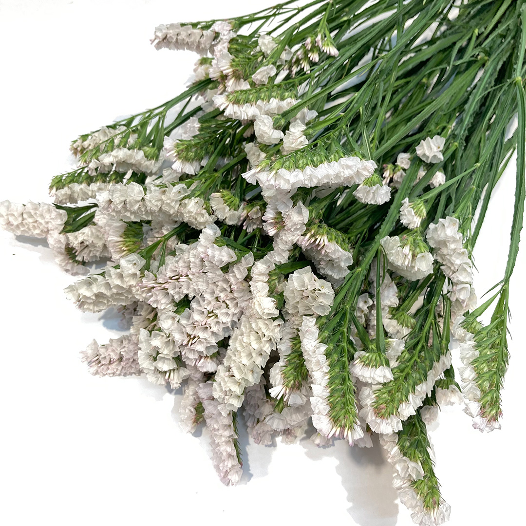 スターチス シトロン 75ｃｍ (黄色)