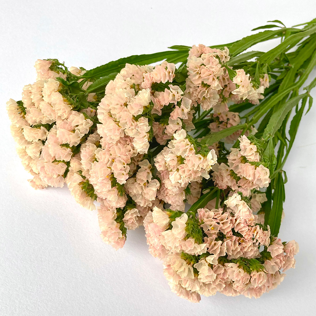 スターチス オレンジカレント 秀75CM (オレンジ)