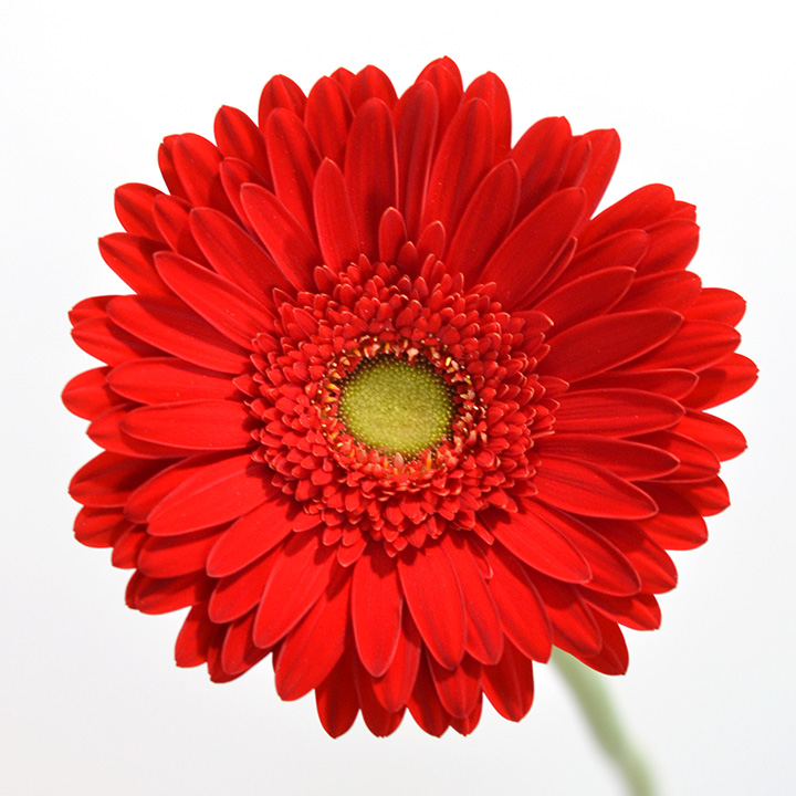 ガーベラ レッド　L 推奨産地【予約メニュー】