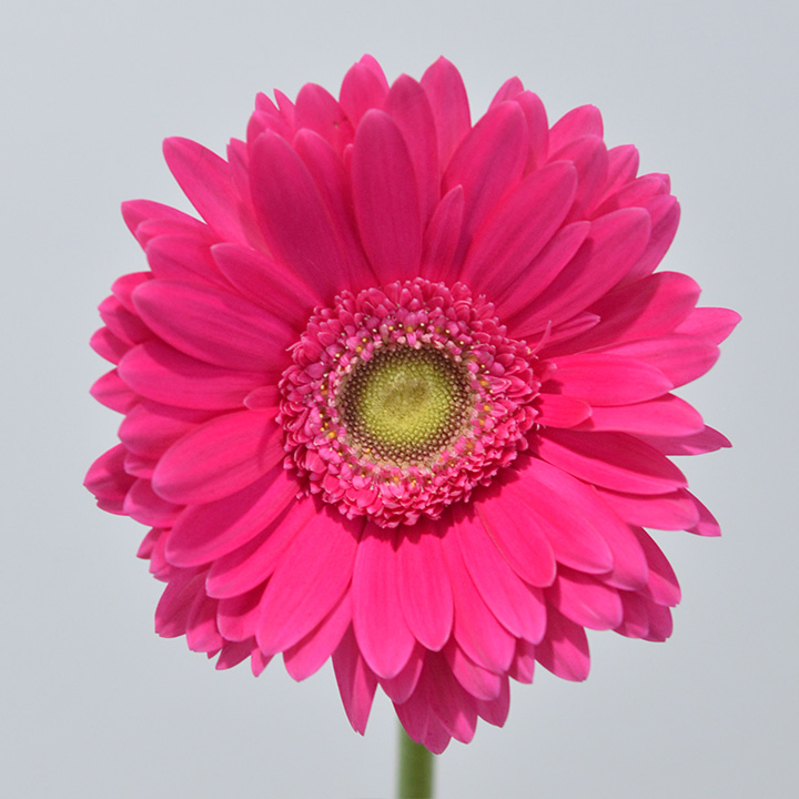 ガーベラ ダークピンク　L 推奨産地【予約メニュー】