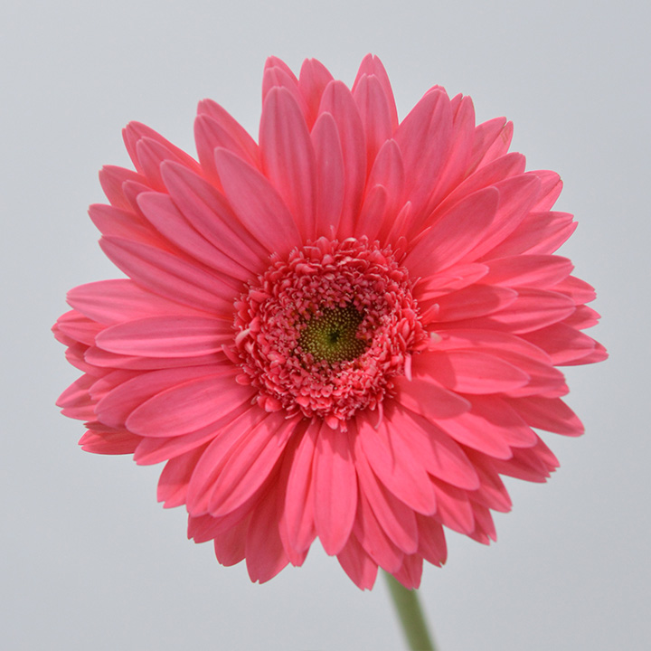 ガーベラ ダークピンク　L 推奨産地【予約メニュー】