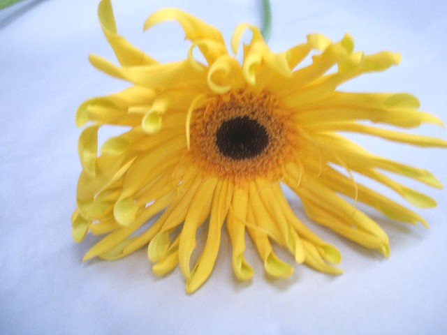 ガーベラ パスタデママ Ｌ (黄色)