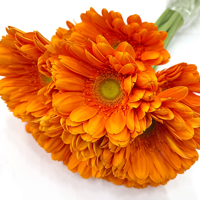 ガーベラ エウレカ 2L*SALE* (オレンジ)