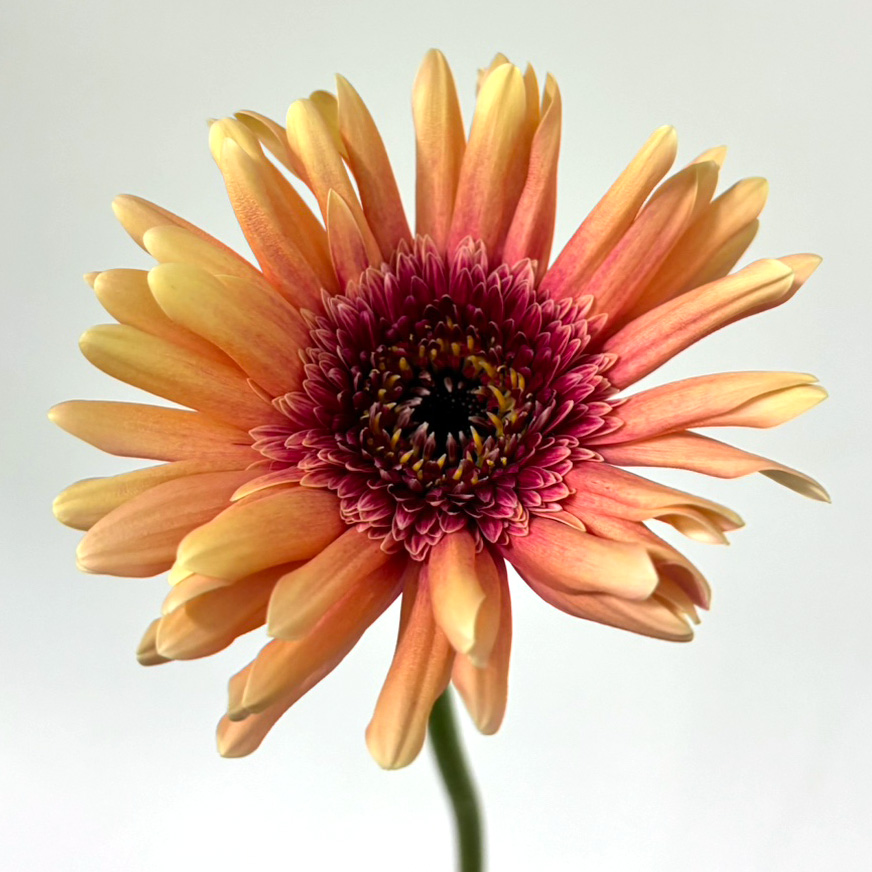 【母の日】ガーベラ　大輪 Ｏ　Ｌ　【予約メニュー】