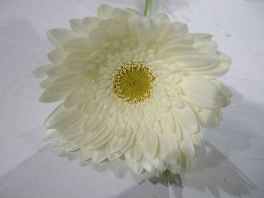 ガーベラ シルバー　スノー　（Ｗ Ｌ (白)